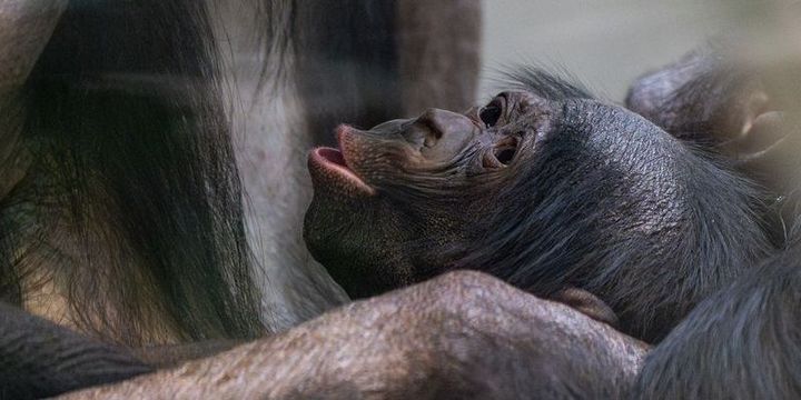 Nachwuchs bei den Bonobos im Zoo Wilhelma.