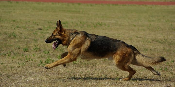 Wildlebende Tiere erkennen keinen Unterschied zwischen Hund und Wolf. Dies beeinflusst ihr Verhalten gegenüber freilaufenden Hunden.