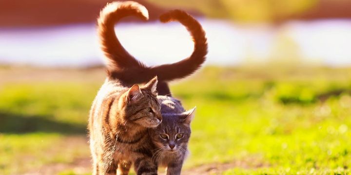 Zwei Katzen formen mit ihrem Schwanz ein Herz