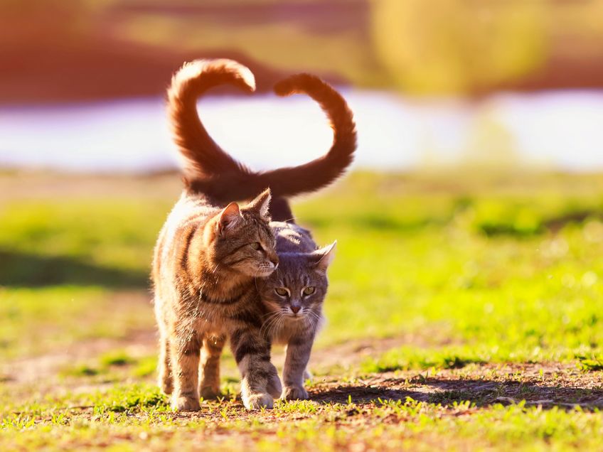 Fremde Katzen in 3 Schritten begrüßen | Katzensitter-Tipps | Tibeo