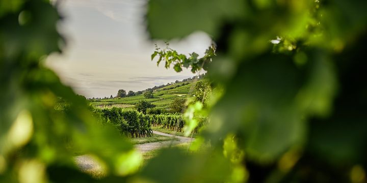 25 € Nachlass auf eine Weinreise von Original Landreisen