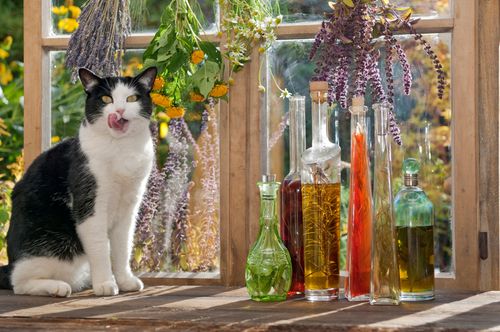 Katze posiert mit Essigen, Ölen und getrockneten Pflanzen