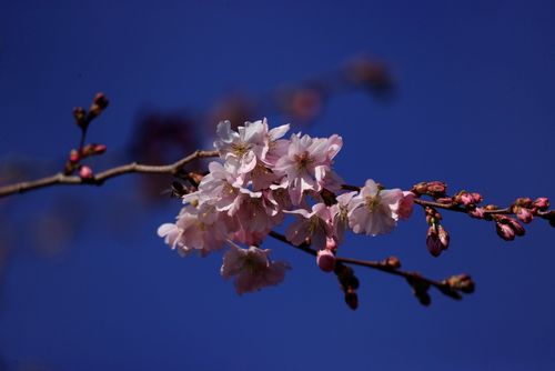 Schwetzingen: Kirschblüte 2023 (Stand 18. März)