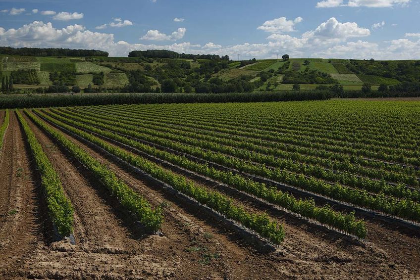 Boden und Lage Weinbau