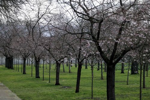Schwetzingen: Kirschblüte 2023 (Anfang März)