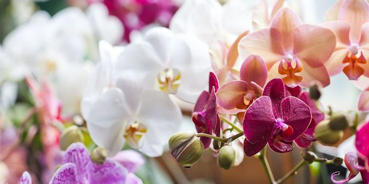 Rosa, weiße und magentafarbene Orchideen