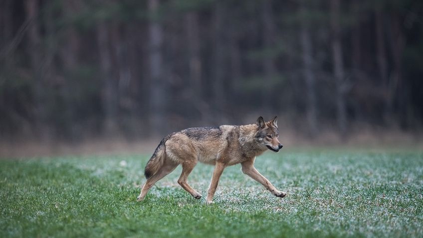 Grauwolf in Deutschland