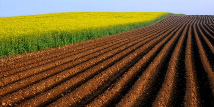 Die baden-württembergische Landesregierung will den Bio-Anteil in der Landwirtschaft auf bis zu 40 Prozent steigern