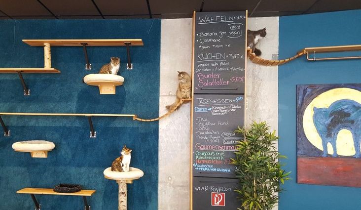 Katzen-Café Karlsruhe: Wo man Kätzisch spricht