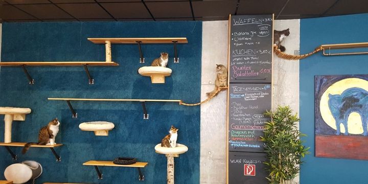 Cats_Cafe_Bild