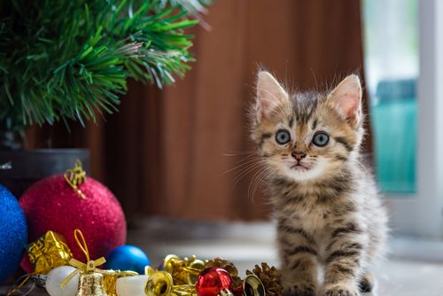 Kleines süßes Kätzchen mit Weihnachtsdekoration