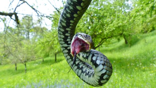Die Ringelnatter ist eine typische Wasserschlange und für uns Menschen völlig harmlos. Sie ist unsere häufigste einheimische Schlange. Das Foto der Ringelnatter hat das BUND-Mitglied Hans-Joachim Gorny für den BUND-Fotowettbewerb "buntes Baden-Württemberg" 2020 eingereicht.