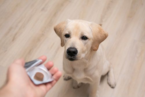 Zeckenprävention mittels Medikament für einen Hund