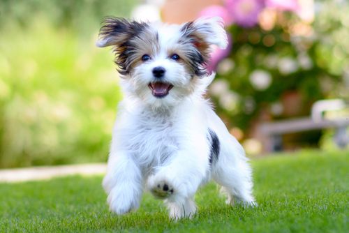 Freudiger kleiner Hund rennt im Garten
