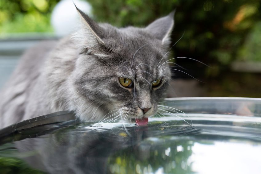 Katze trinkt im Garten aus Metallschüssel