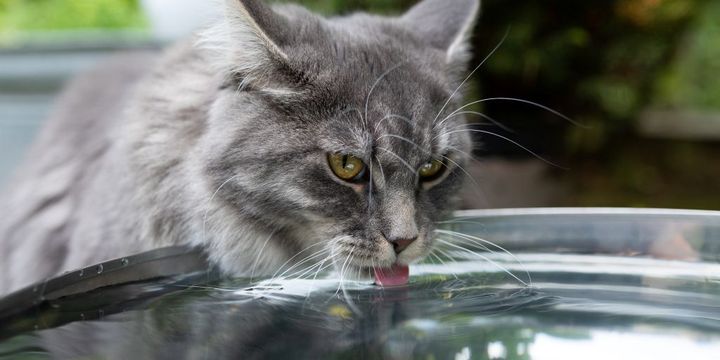 Katze trinkt im Garten aus Metallschüssel