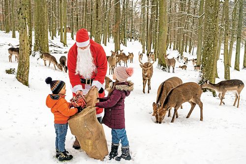 Der Nikolaus bringt Geschenke ins Wildparadies Tripsdrill