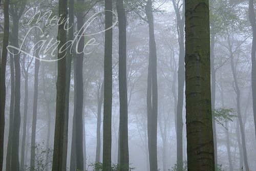 Mein Ländle Wald im Nebel