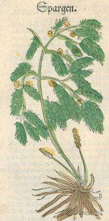 Alte Darstellung einer Spargelpflanze