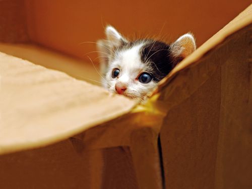 Katzenbaby in Karton