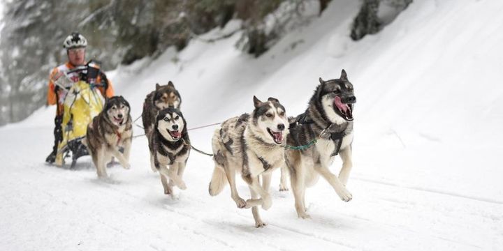In Todtmoos im Hochschwarzwald treten in jedem Jahr bei ausreichend Schneefall sogenannte "Musher" mit ihren Schlittenhunden gegeneinander an. 