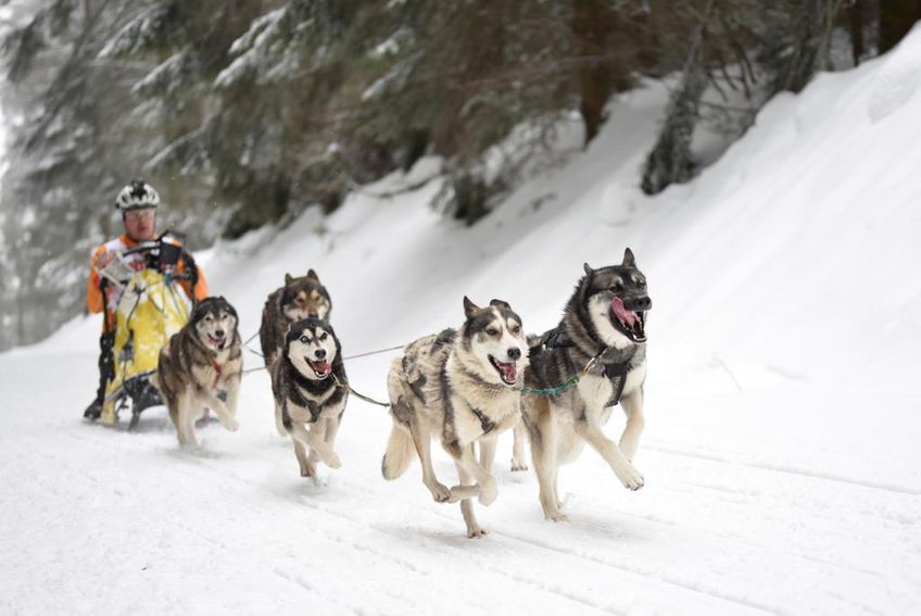 In Todtmoos im Hochschwarzwald treten in jedem Jahr bei ausreichend Schneefall sogenannte "Musher" mit ihren Schlittenhunden gegeneinander an. 