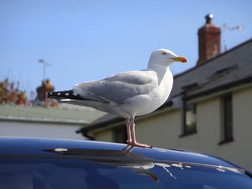 Möwe auf dem Autodach mit Vogelkot