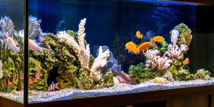 Auqarium mit Korallenriff-Design und Fischen
