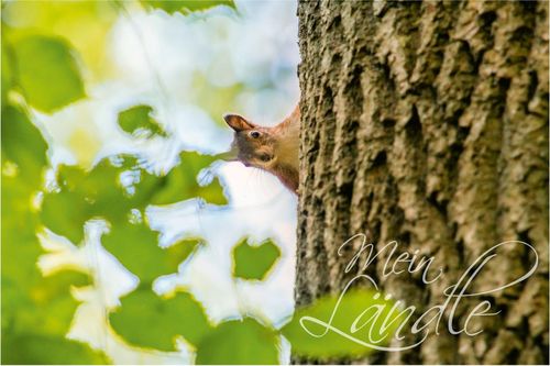 Eichhörnchen auf einem Baum im Inzigkofer Park