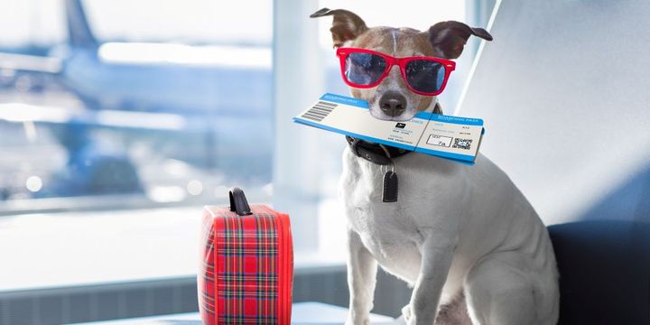 Hund mit Flugticket am Flughafen 