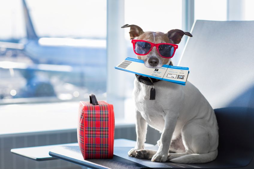Hund mit Flugticket am Flughafen 