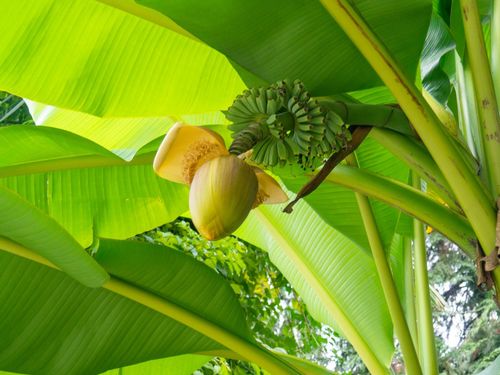 Japanische Faser-Banane (Musa basjoo)
