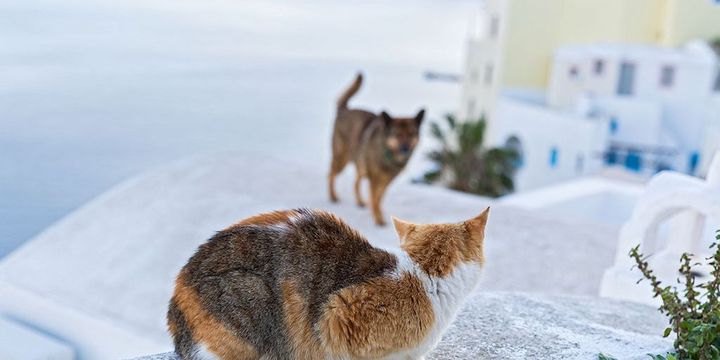 Streunende Hunde und Katzen im Urlaub