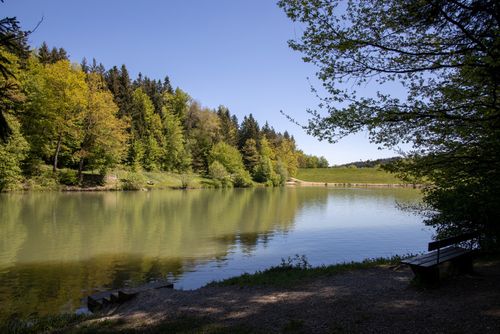 Blick auf den Eisenbachsee mit idyllisch gelegener Sitzgelegenheit.