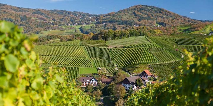 Sasbachwalden Weinreben
