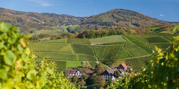 Sasbachwalden Weinreben