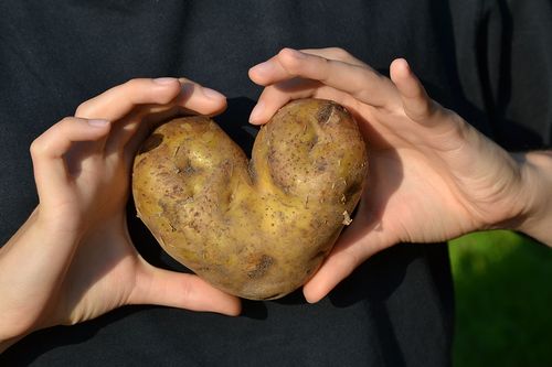 Jemand hält eine Kartoffel in Herzform in den Händen