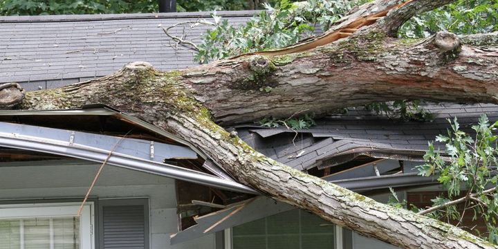 Dachschaden durch umgestürzten Baum