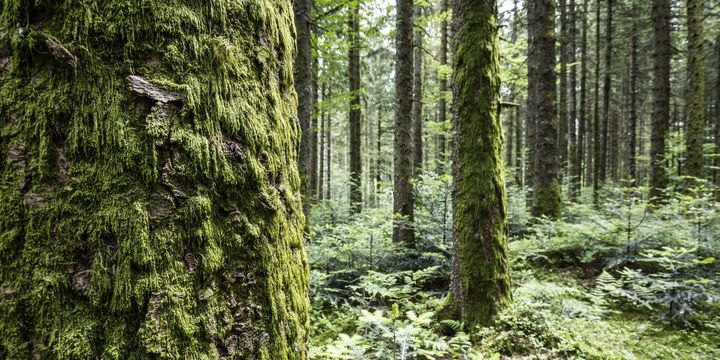 Schadstoffarme frische Luft sorgt im Hochschwarzwald für befreiendes Durchatmen