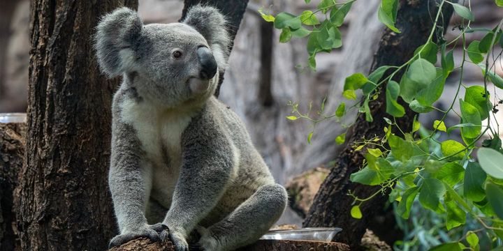 Auch Koala-Bären sind in der Terra Australis in der Wilhelma zu sehen