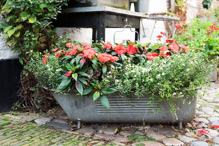 Zink-Badewanne mit Blumen bepflanzt