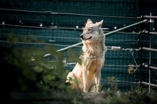 Ein Wolf im Alternativen Wolf- und Bärenpark Schwarzwald