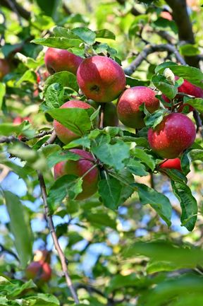 Apfelbaum, Früchte 