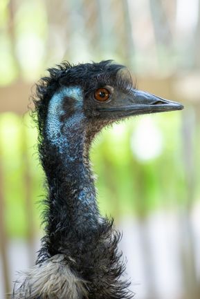 Aufmerksamer Emu mit schöner Zeichnung