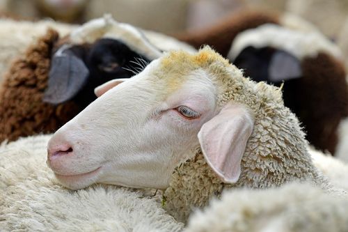 Im Land gibt es aktuell nur noch 201.700 Schafe. Im 19. Jahrhundert wurden in Baden und Württemberg noch rund 900.000 Schafe gehalten.