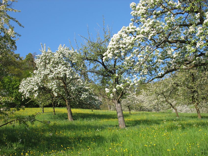 Der Arbeitskreis Heimat, Natur & Umwelt Bad Schönborn 1981 e. V. (AHNU) pflegt neben dem „Obst-Gen-Garten“ weitere 40.000 Quadratmeter Streuobstwiesen inklusive Obstbaumschnitt und Wiesenmahd.