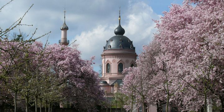 Blühende Zierkirschenbäume im Schlossgarten Schwetzingen