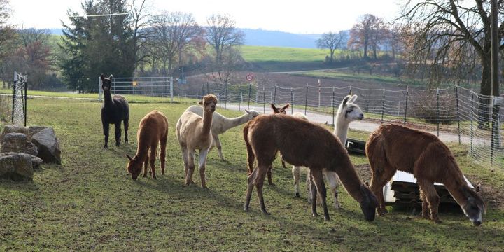 Sechs Alpakas und vier Lamas leben auf dem Hof. 