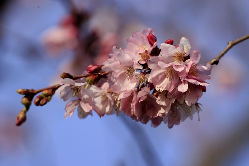 Schwetzingen: Kirschblüte 2023 (Stand 15. März)