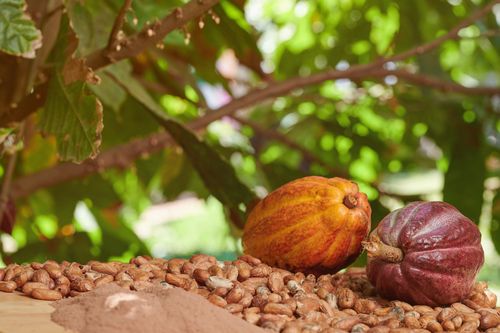 Frisch geerntete Kakaobohnen
